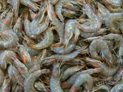 a bunch of shrimp that are laying on the ground